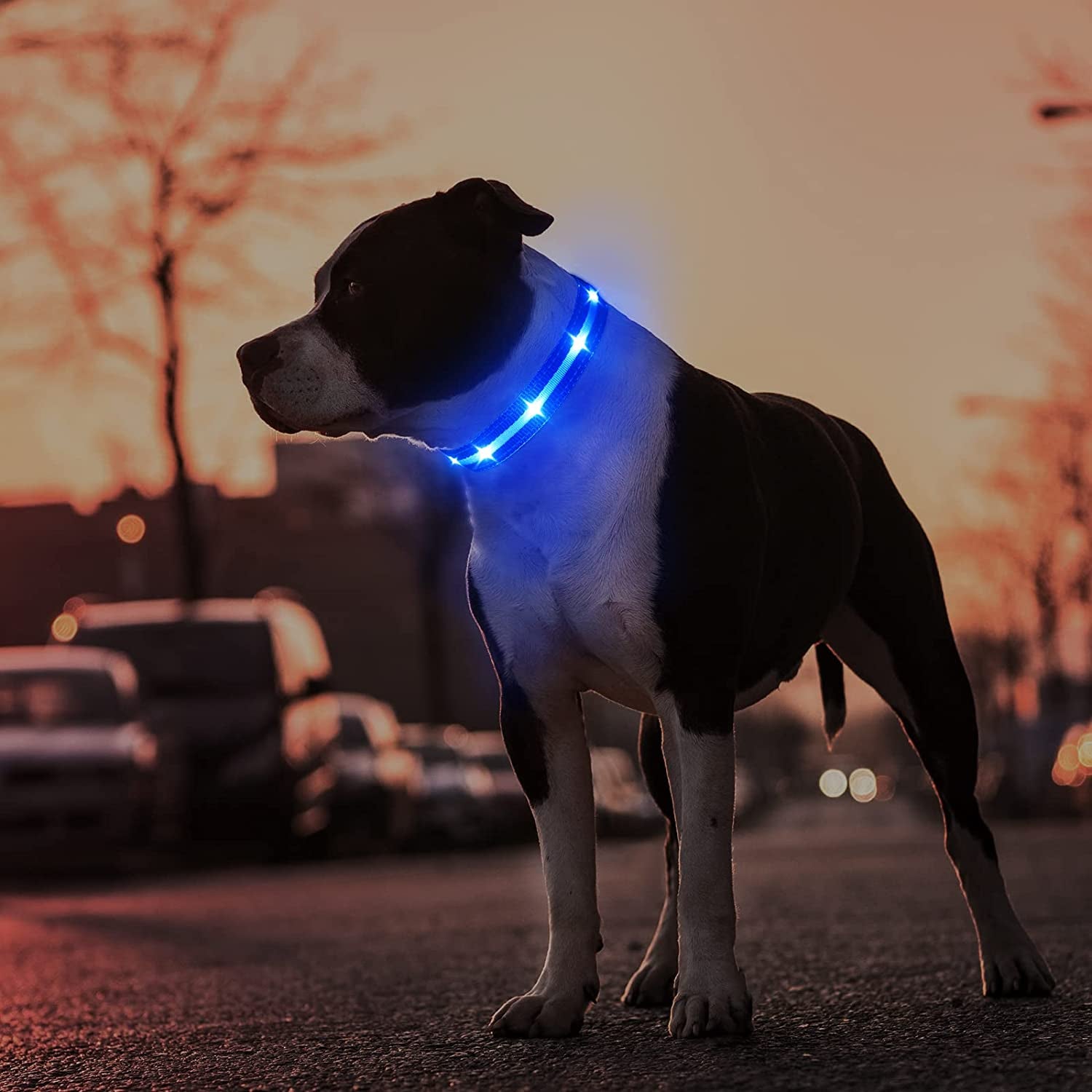 Led Dog Collar - Rechargeable, Water-Resistant, Flashing, Glowing, Night Walking Collar for Dogs - Blue, Size M (19.69*0.98Inch)
